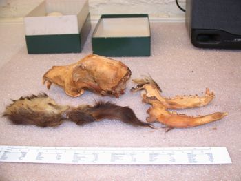 Media type: image;   Mammalogy 47444